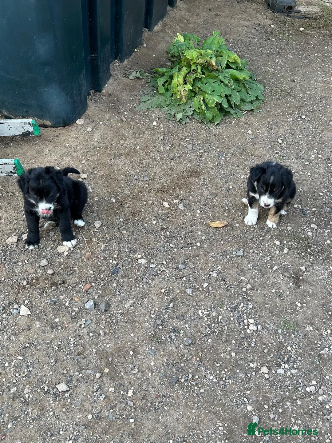 Border Collie dogs for sale: Two male border collie pups for sale - Advert 1