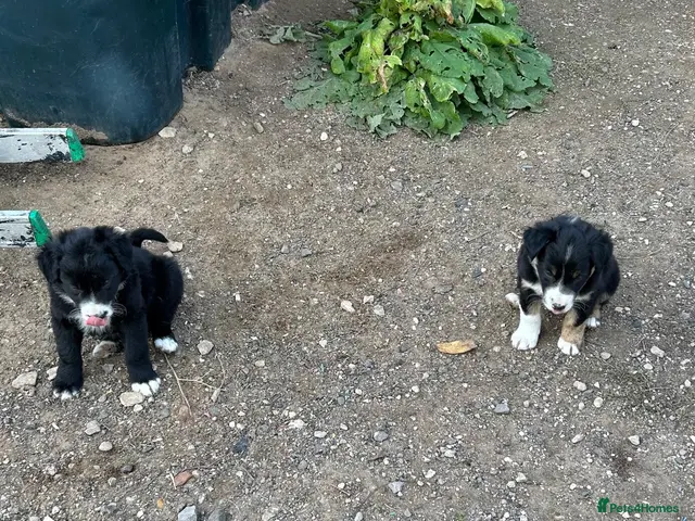 Border Collie dogs for sale: Two male border collie pups for sale - Advert 1