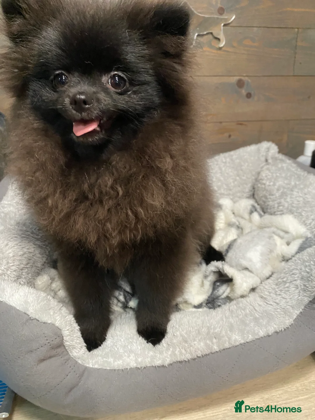 Pomeranian dogs for sale: Adorable fluffy pom puppies - Advert 1