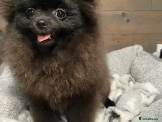 Pomeranian dogs Adorable fluffy pom puppies - Advert 8