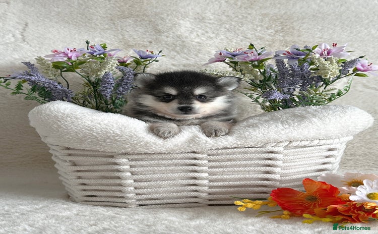 Pomsky dogs - Advert 1