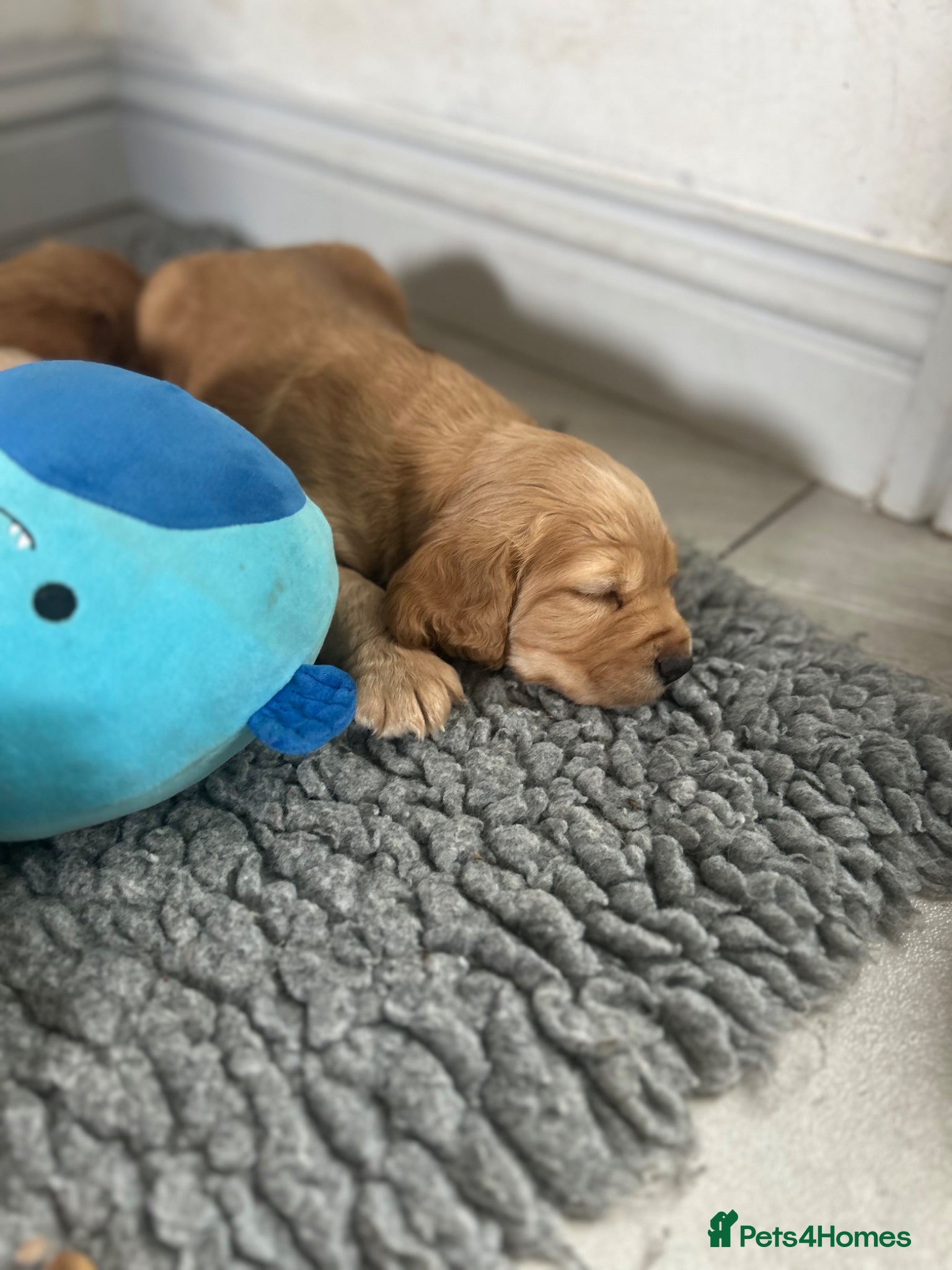 Cocker Spaniel dogs **two boys left** working cocker spaniel pups - Advert 2