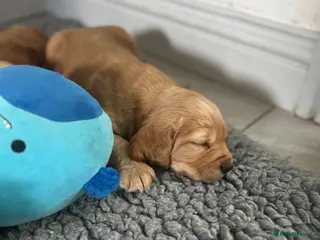 Cocker Spaniel dogs **two boys left** working cocker spaniel pups - Advert 1