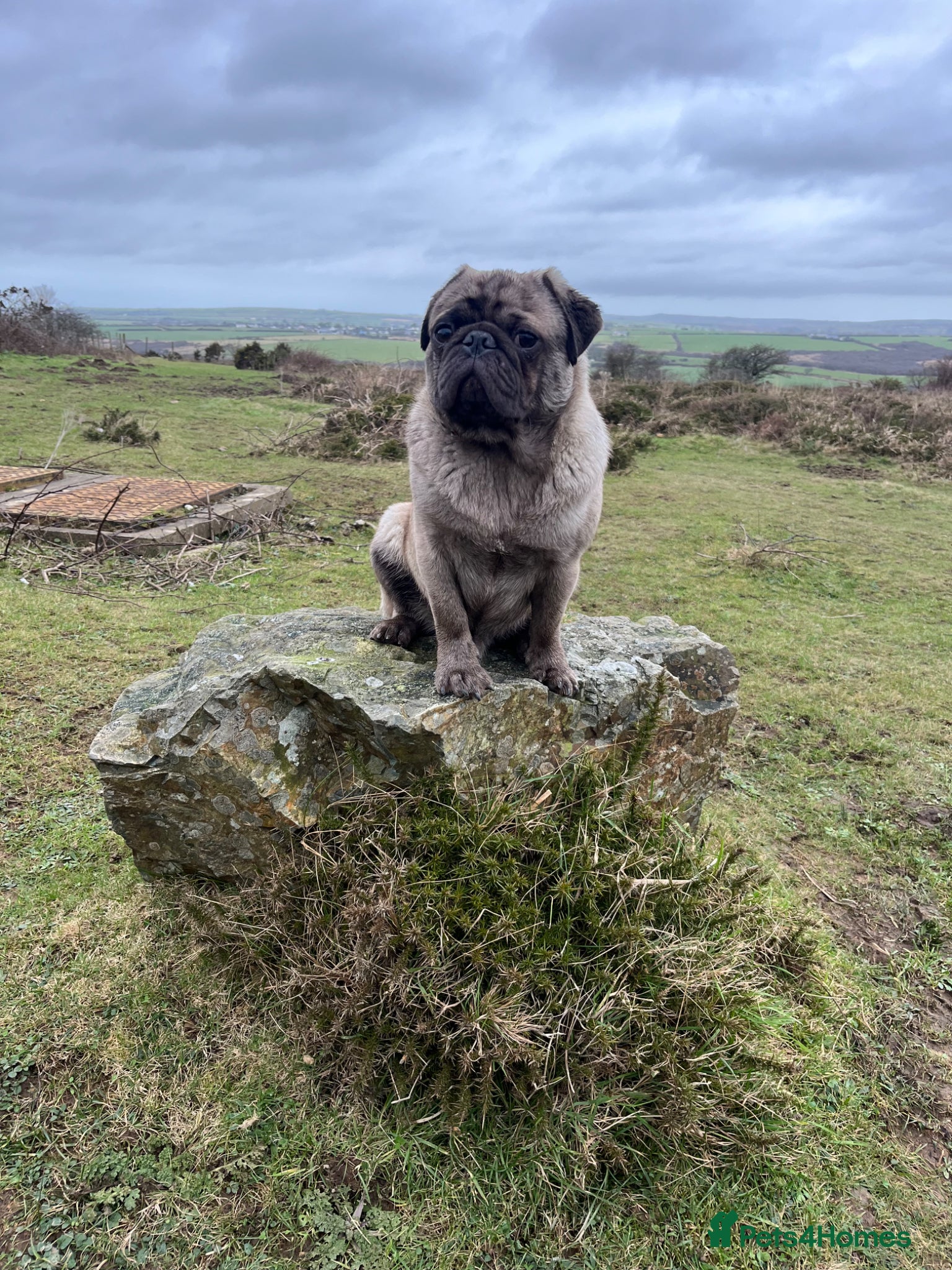 Pug dogs Grey merle pug for stud - Advert 4