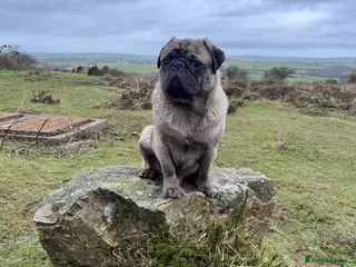 Pug dogs Grey merle pug for stud - Advert 1