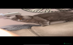 British Longhair cats for sale: British long hair  - Advert 8