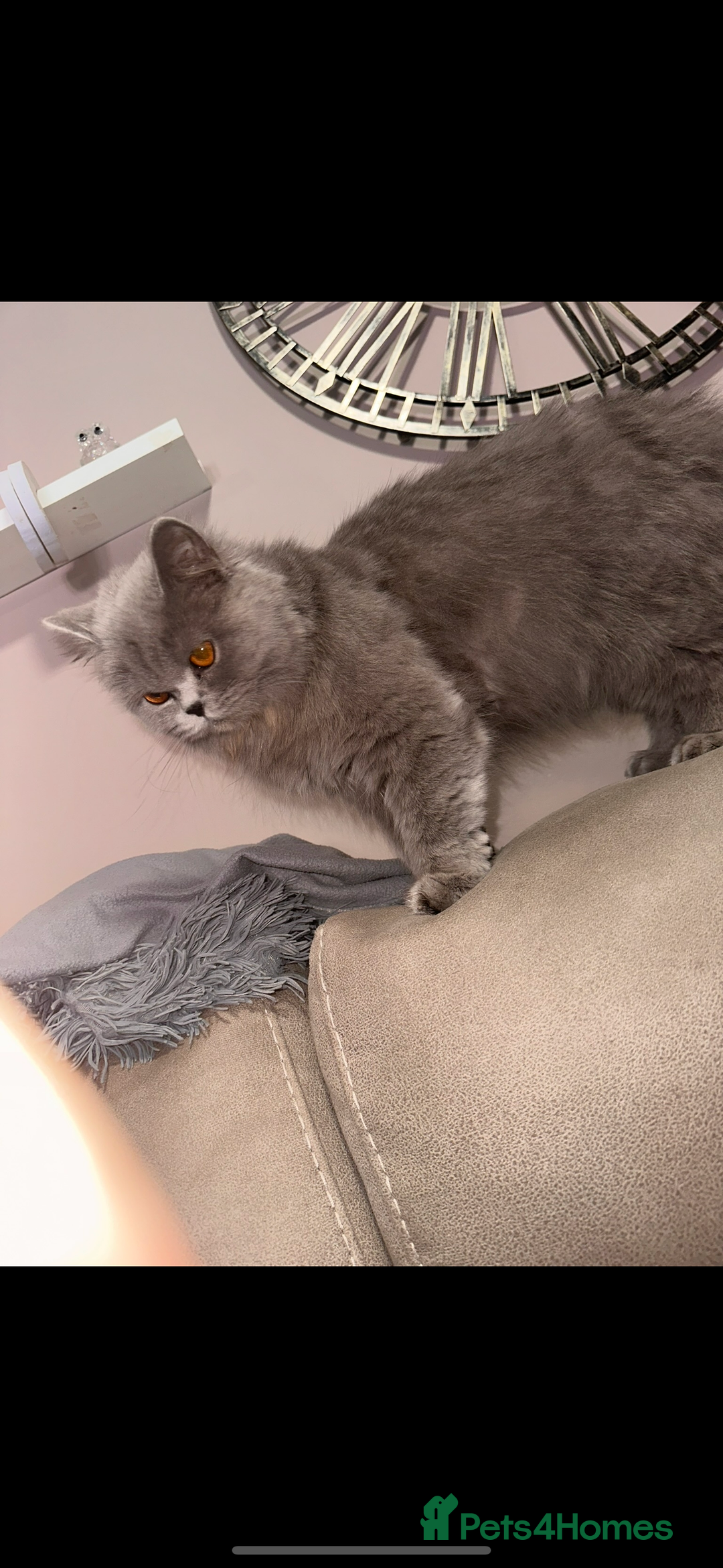 British Longhair cats for sale: British long hair  - Advert 8