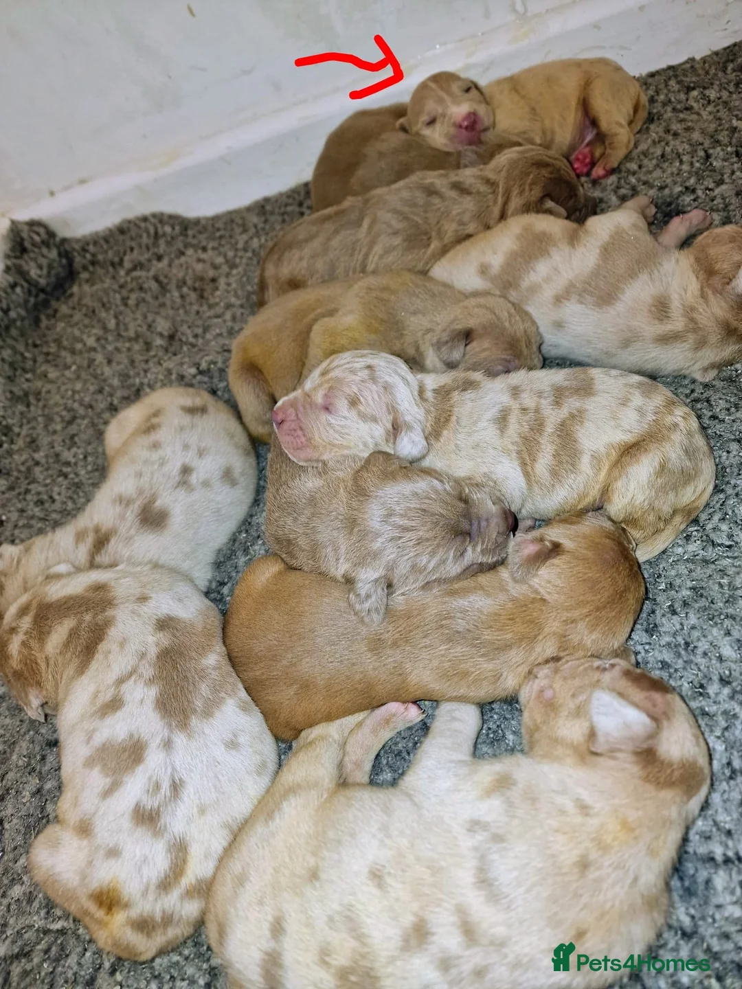 Mastiff dogs for sale: Stunning mastiff puppies - Advert 1