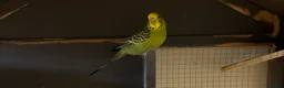 Budgerigars birds for sale: Young female budgies for sale  - Advert 3