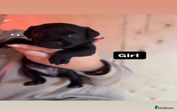 Patterdale Terrier dogs for sale: Patterdale terrier puppies  - Image 1