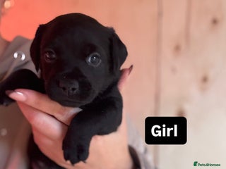 Patterdale Terrier dogs - Advert 11