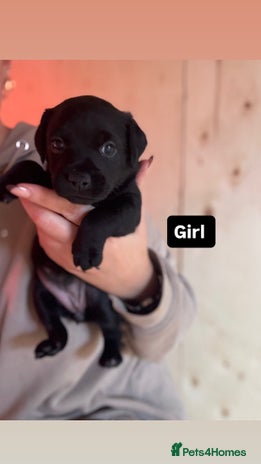 Patterdale Terrier dogs - Advert 1