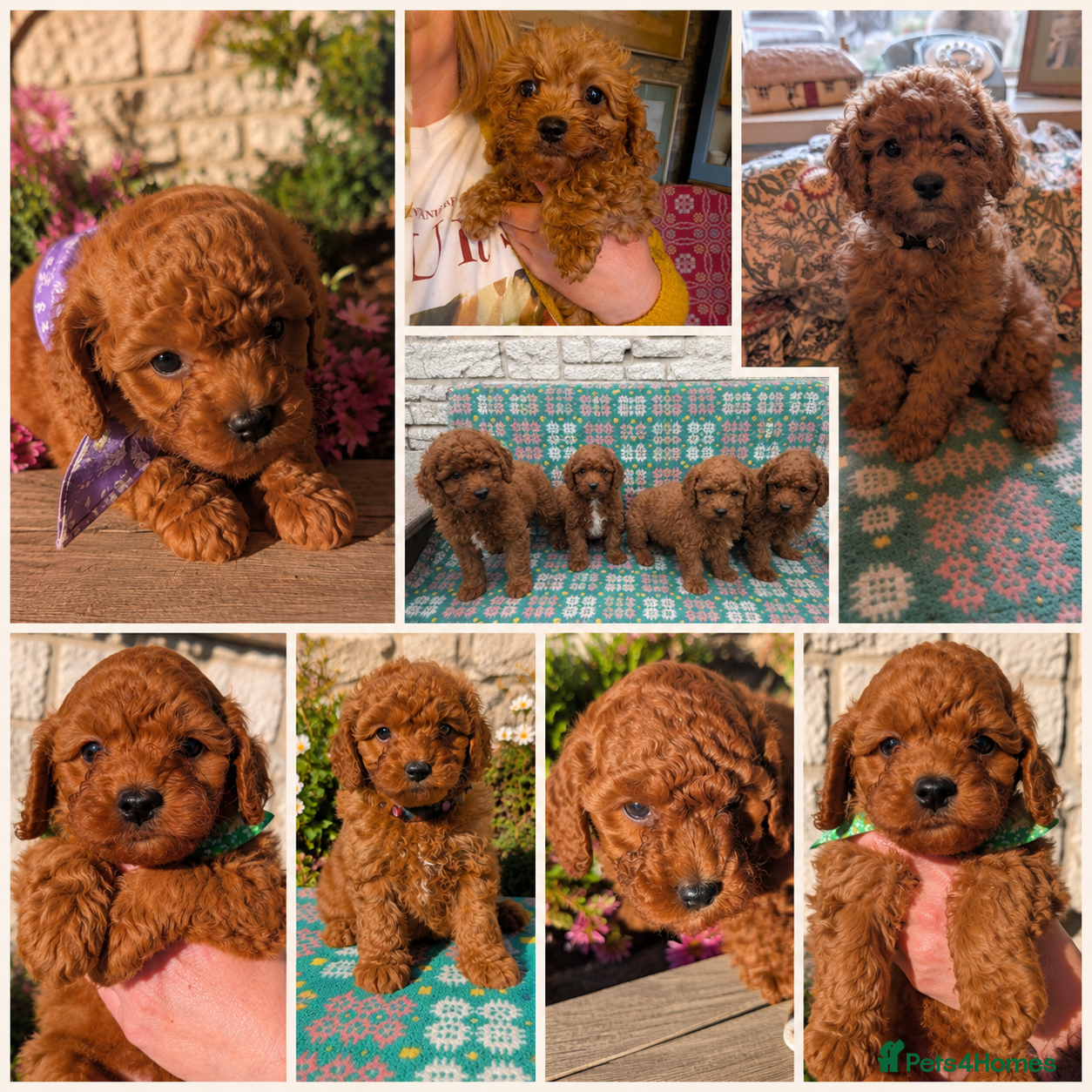 Cavapoo dogs ❤️ Beautiful Dark Red Cavapoo pups f1b❤️  - Advert 1