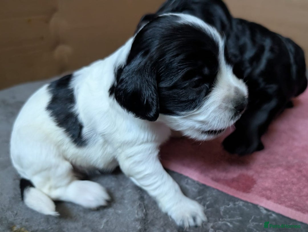 Cockapoo dogs for sale: Beautiful cockapoos F2b - Advert 2