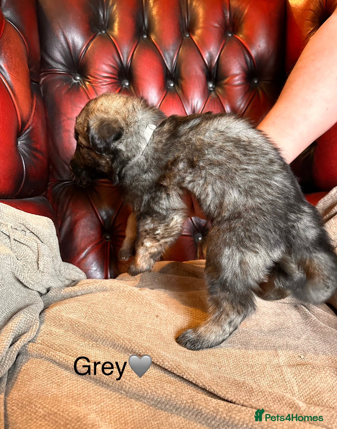 German Shepherd dogs for sale: Long-Haired Straight Back German Shepherd Puppies - Image 10