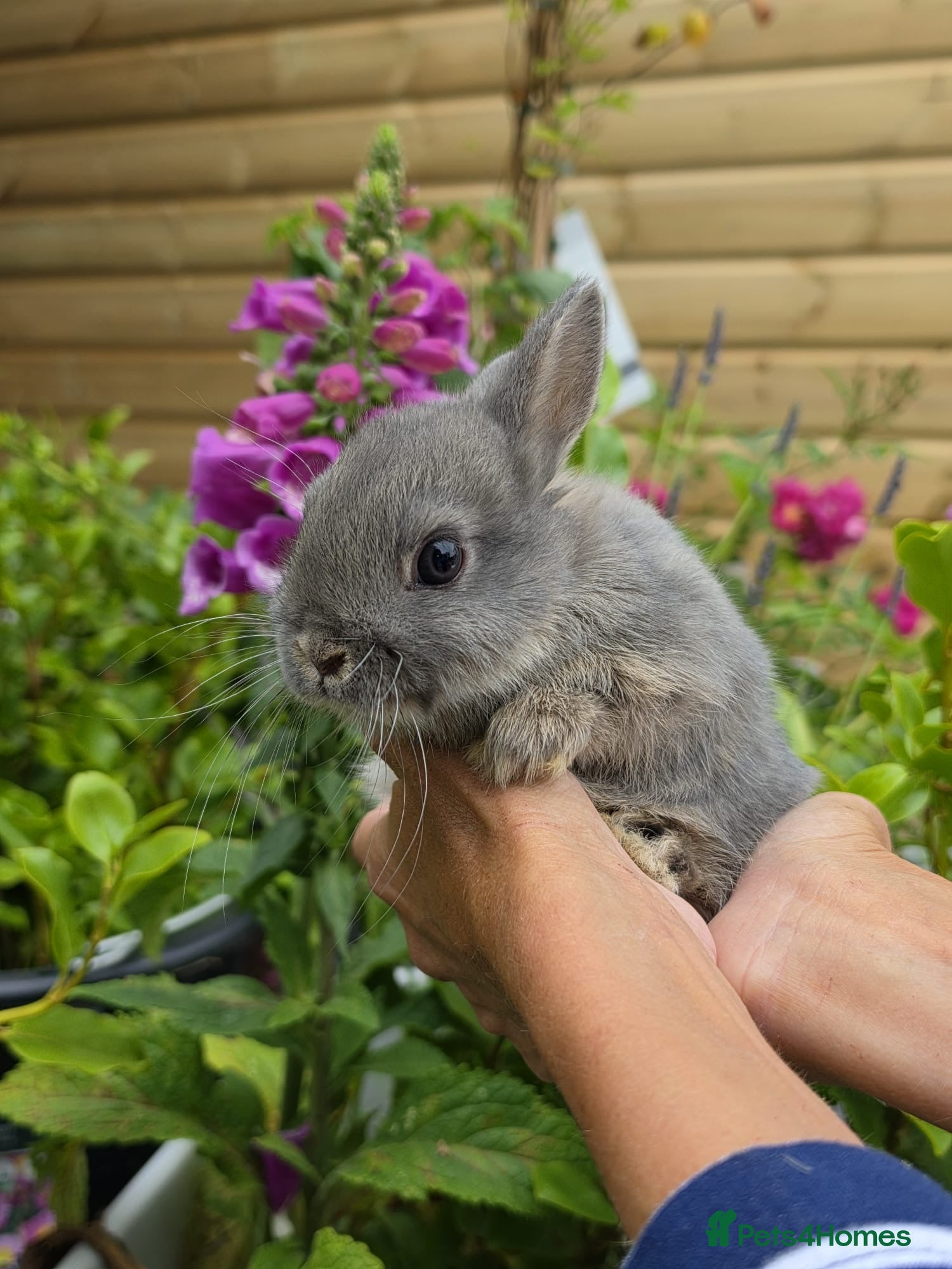 Netherland Dwarf rabbits Pure Bred Netherland Dwarf Bucks Opal & Chinchilla - Advert 1