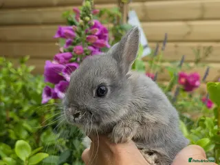 Netherland Dwarf rabbits for sale: Pure Bred Netherland Dwarf Bucks Opal & Chinchilla - Advert 4
