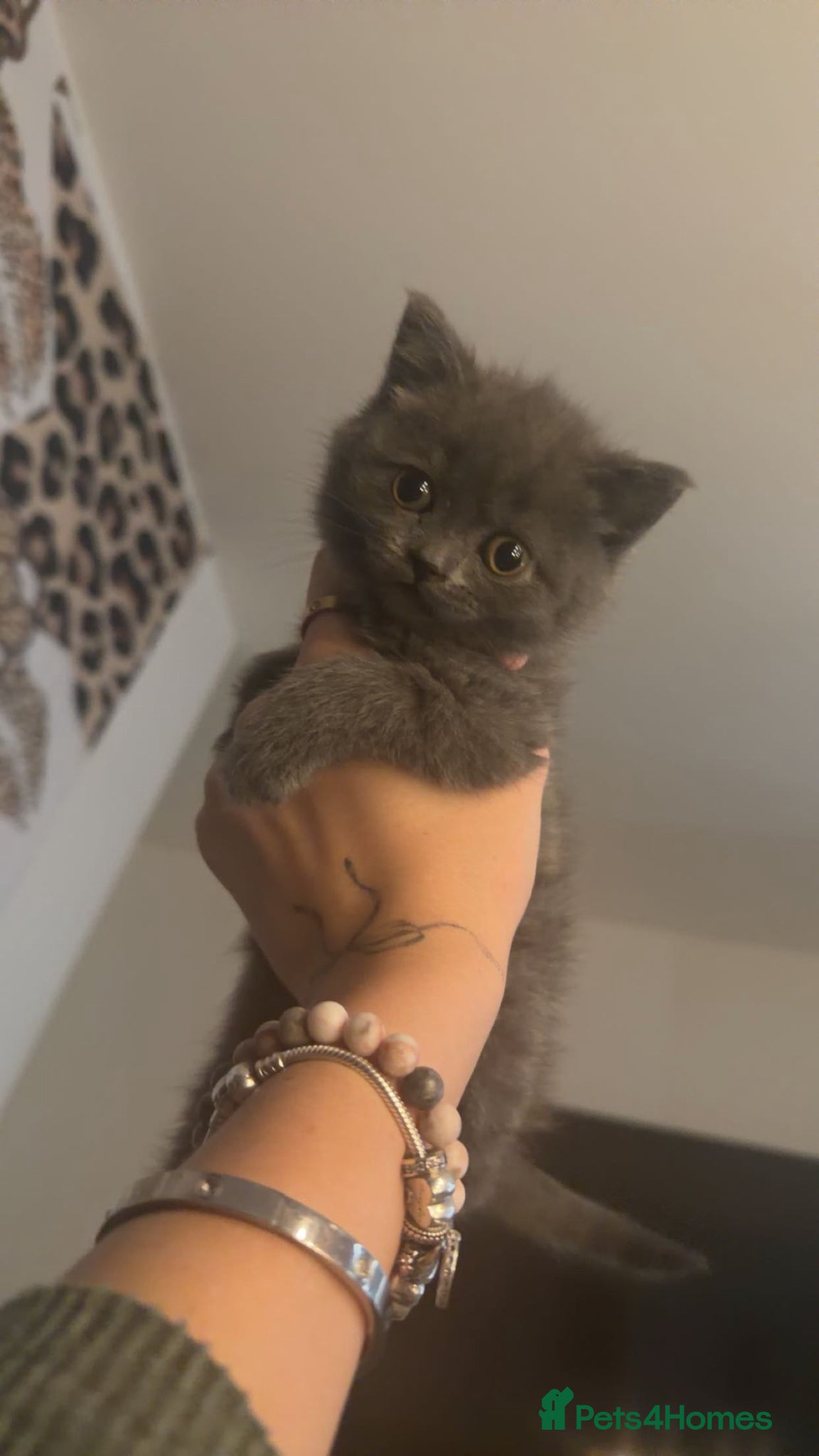 British Shorthair cats for sale: Girl Blue British Short hair🩷 - Advert 1