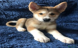 Mixed Breed dogs for sale: **REDUCED** READY NOW! Japanese Akita Puppies - Image 4