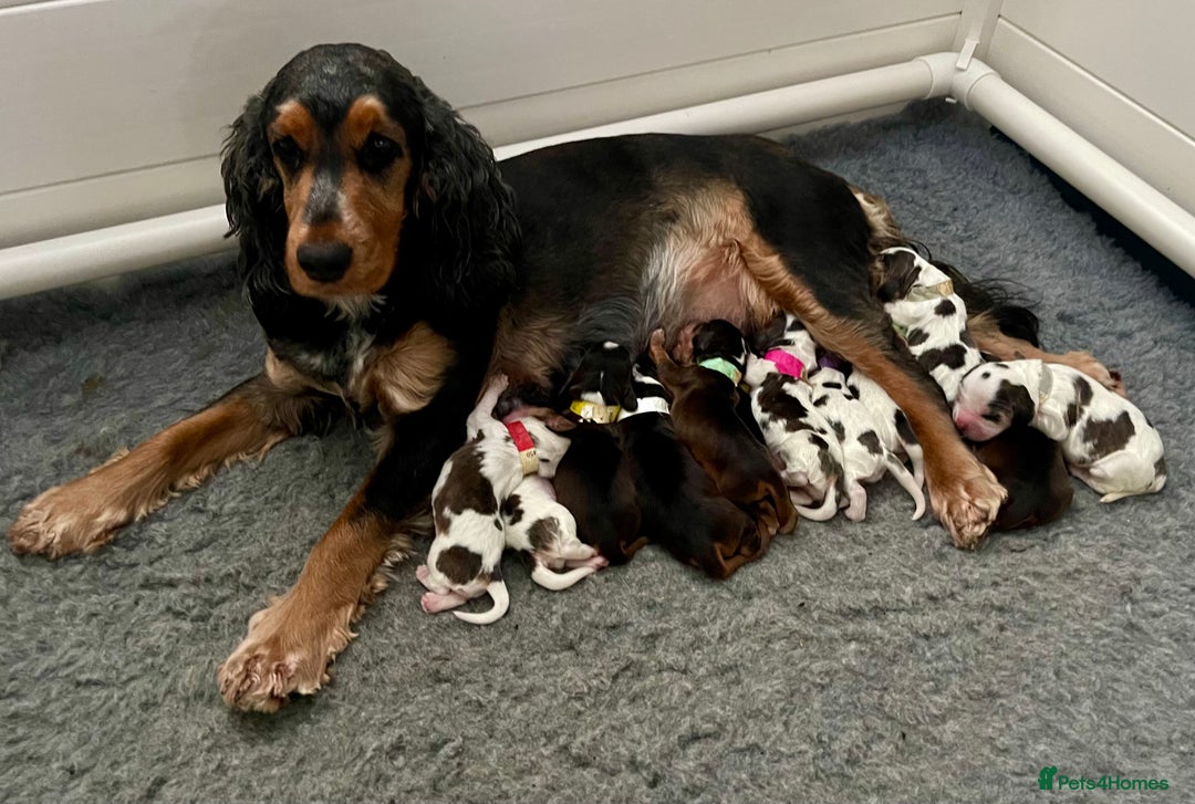 Cocker Spaniel dogs for sale: Show Cocker litter expected December 2025 - Advert 3