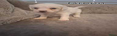 Snoopy