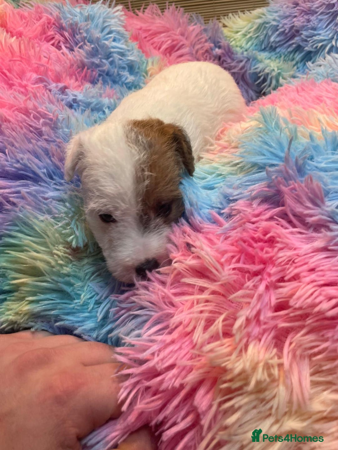 Mixed Breed dogs for sale: Wire Fox X Parsons Jack Russell Puppies for Sale - Advert 22