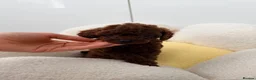 Toy Poodle dogs for sale: Asian Tiny teddy Poodles Boys and Girl  - Advert 8