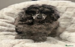 Mixed Breed dogs for sale: Miniature merle poodle female  - Image 3