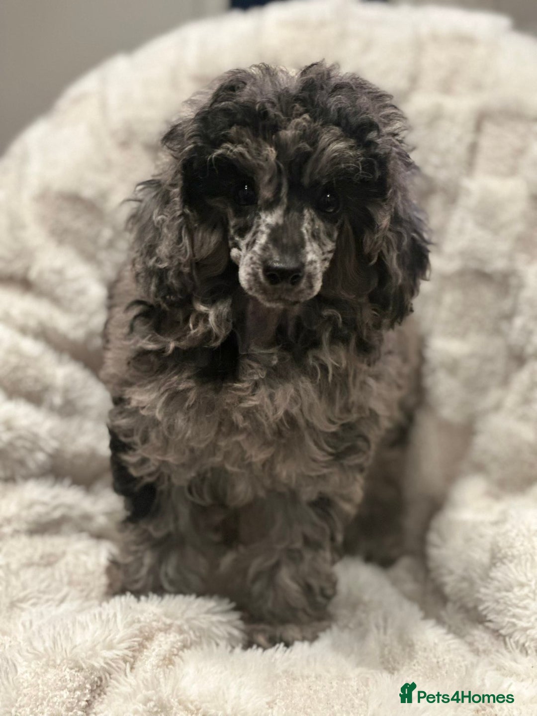 Mixed Breed dogs for sale: Miniature merle poodle female  - Image 3