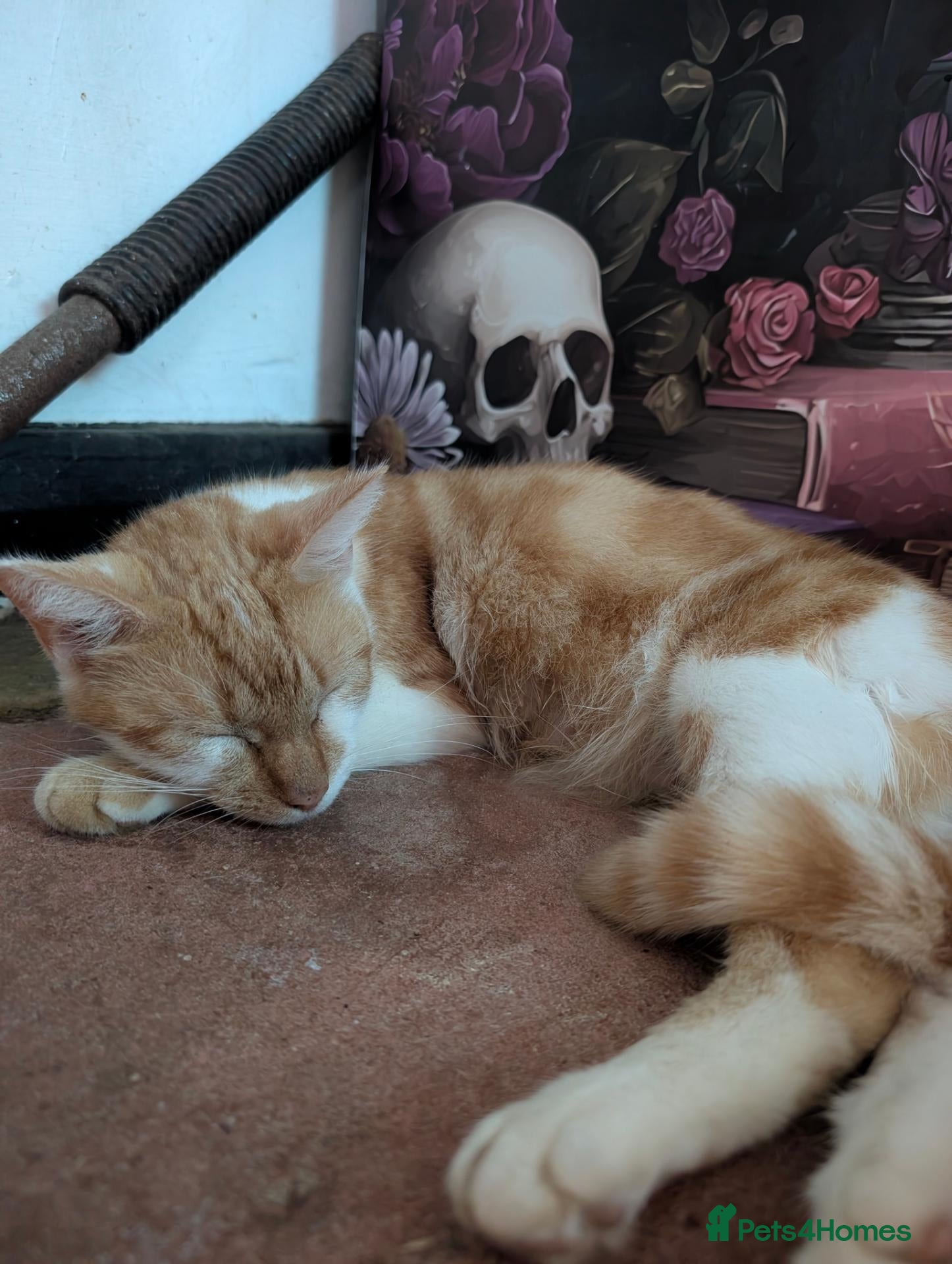 Mixed Breed cats Part maincoon kittens for sale very affectionate - Advert 3