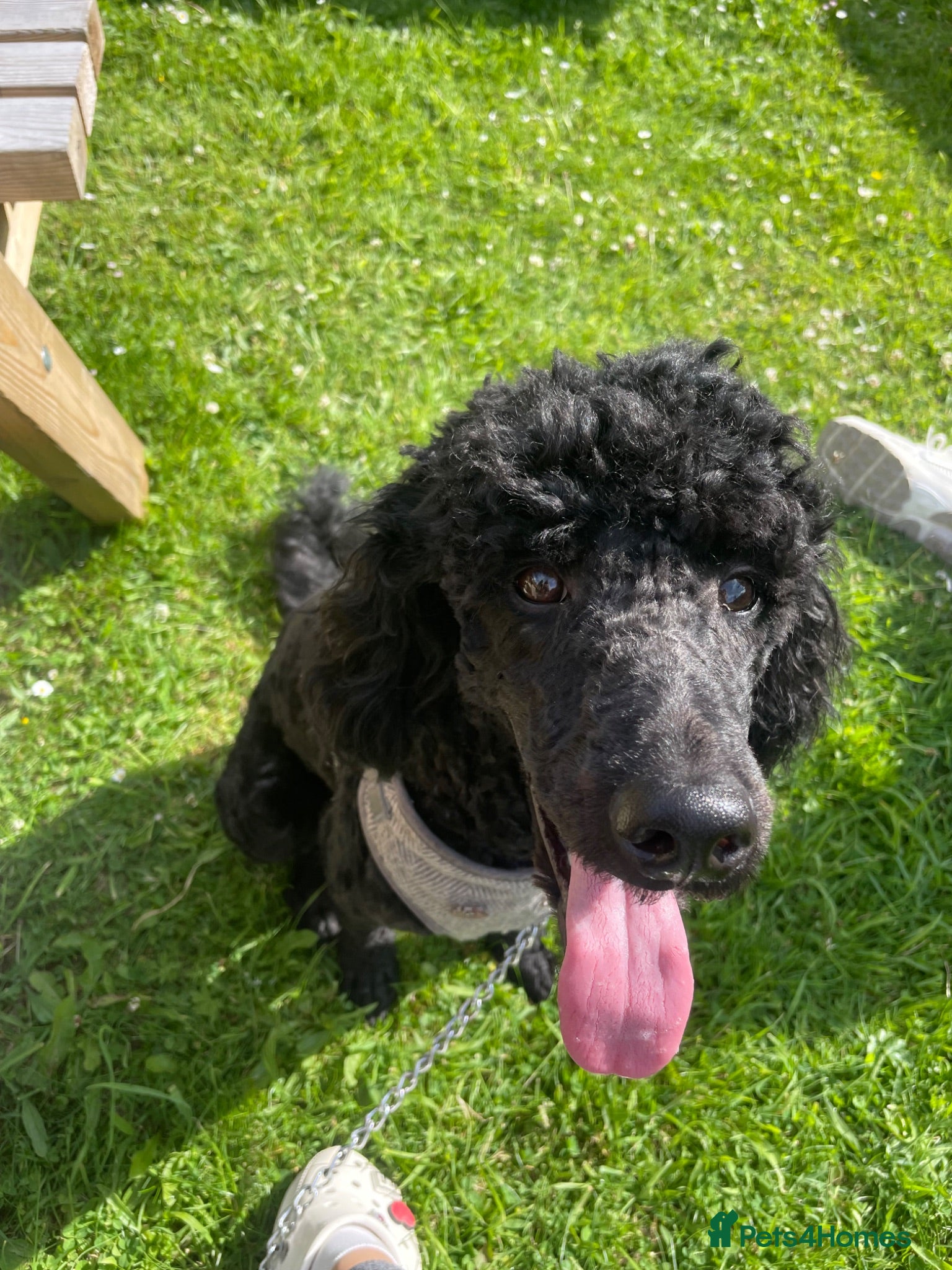 Poodle dogs Gorgeous poodle for stud only - Advert 2