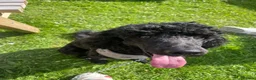 Poodle dogs for stud: Gorgeous poodle for stud only in Mold - Advert 1