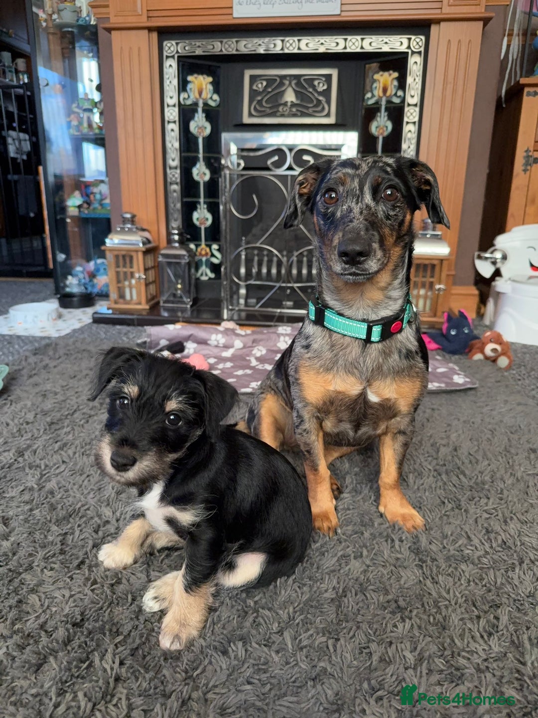 Mixed Breed dogs for sale: Schnorkie puppies - pedigree Schnauzer Dad - Advert 11
