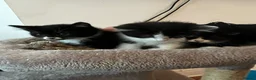 Mixed Breed cats for sale: 3 Loving Domestic Kittens waiting for loving homes in Stoke-on-Trent - Advert 4