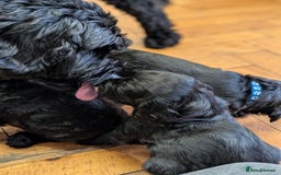 Cockapoo dogs for sale: ✨ F2 Cockapoo Puppies – Ready mid Nov ✨ - Image 7