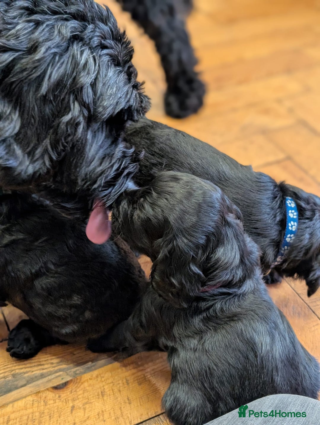 Cockapoo dogs for sale: ✨ F2 Cockapoo Puppies – Ready mid Nov ✨ - Image 7