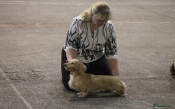 Dachshund dogs for sale: KC beautiful cream dachshund miniature long haired - Image 15