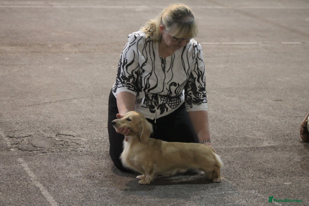 Dachshund dogs for sale: KC beautiful cream dachshund miniature long haired - Image 15
