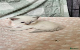 Ragdoll cats for sale: Female Blue Point Ragdolls  - Image 5