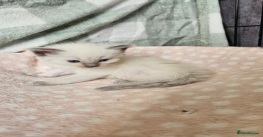 Ragdoll cats - Advert 8