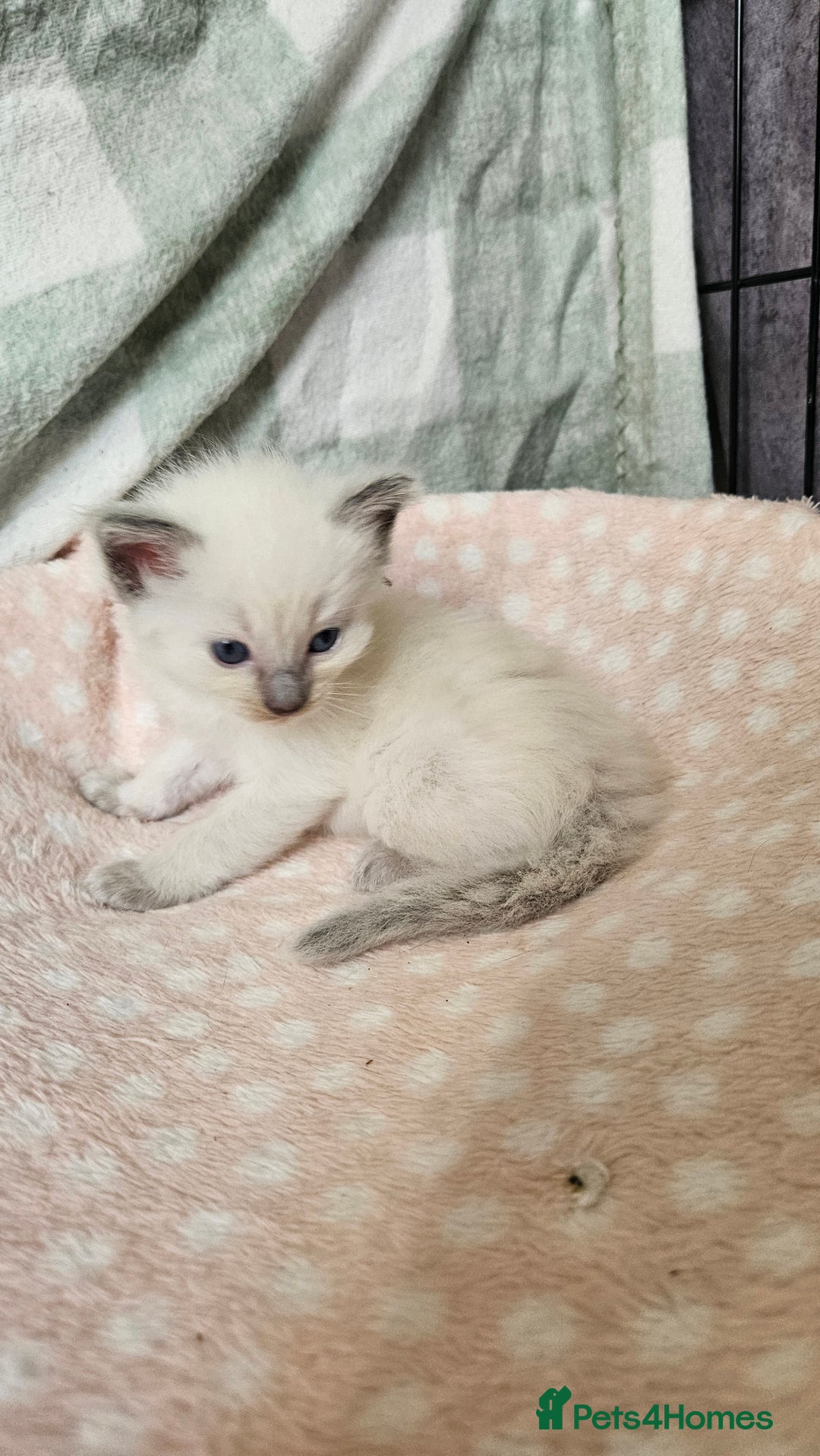 Ragdoll cats for sale: Female Blue Point Ragdolls  - Image 5