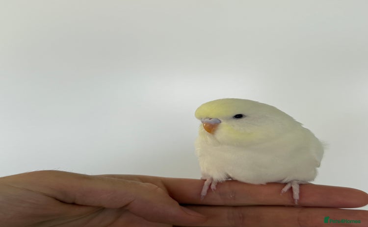 Budgerigars birds - Advert 2