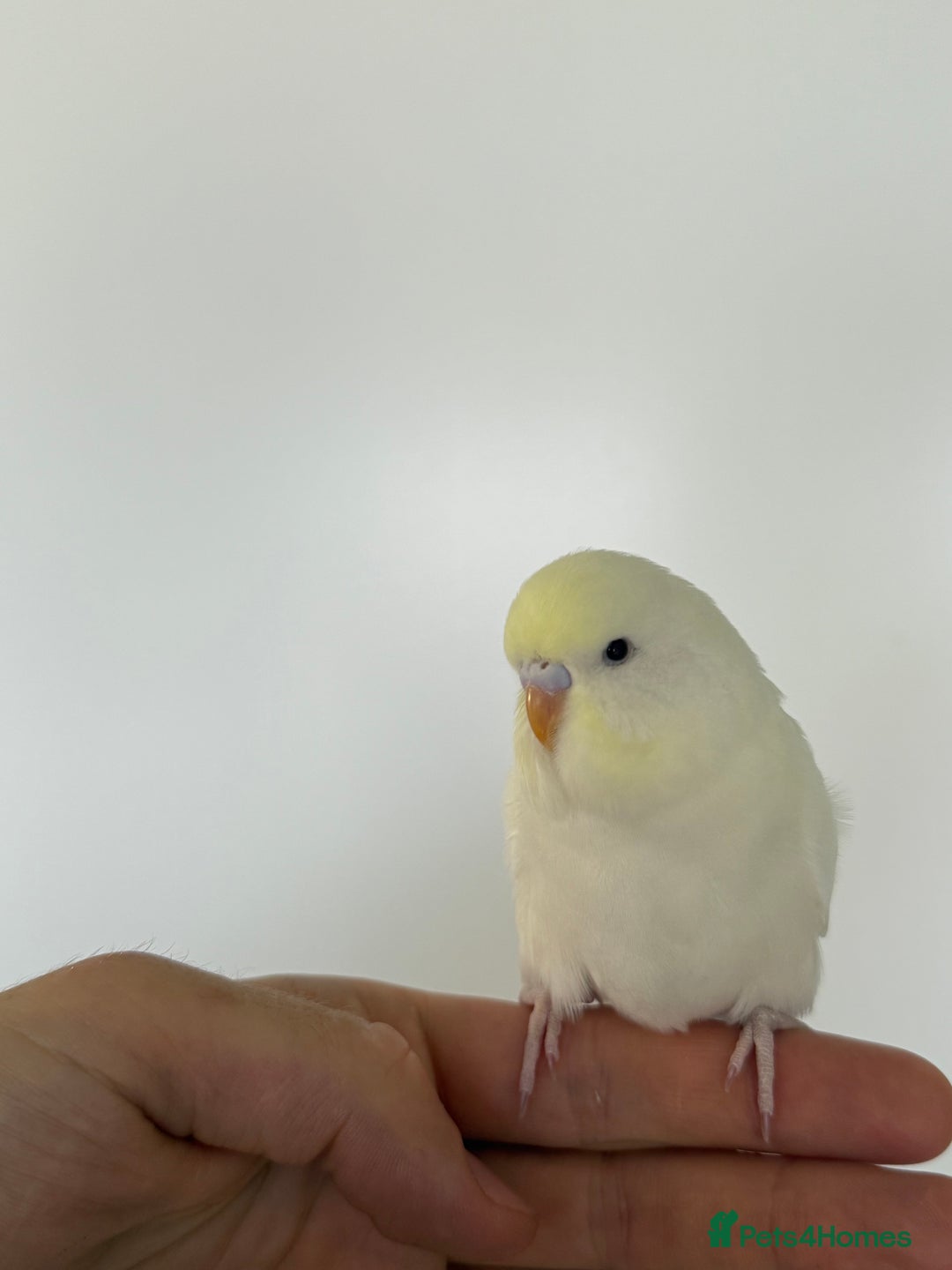 Budgerigars birds for sale: Young and adult unique colour budgies in London - Image 1