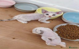 Devon Rex cats for sale: Meet Our Devon Rex Kittens One-of-a-Kind Litter! - Image 7