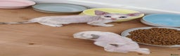 Devon Rex cats for sale: @London: Meet Our Beautiful Devon Rex Kittens - Advert 9
