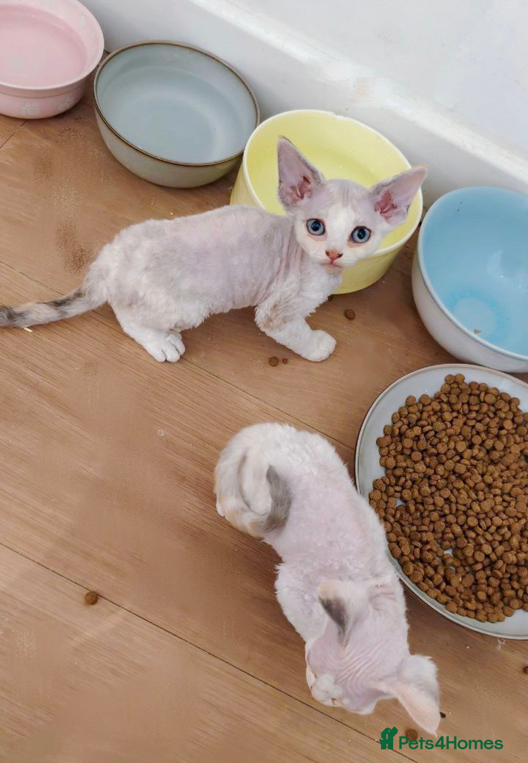 Devon Rex cats for sale: Meet Our Devon Rex Kittens One-of-a-Kind Litter! - Image 7