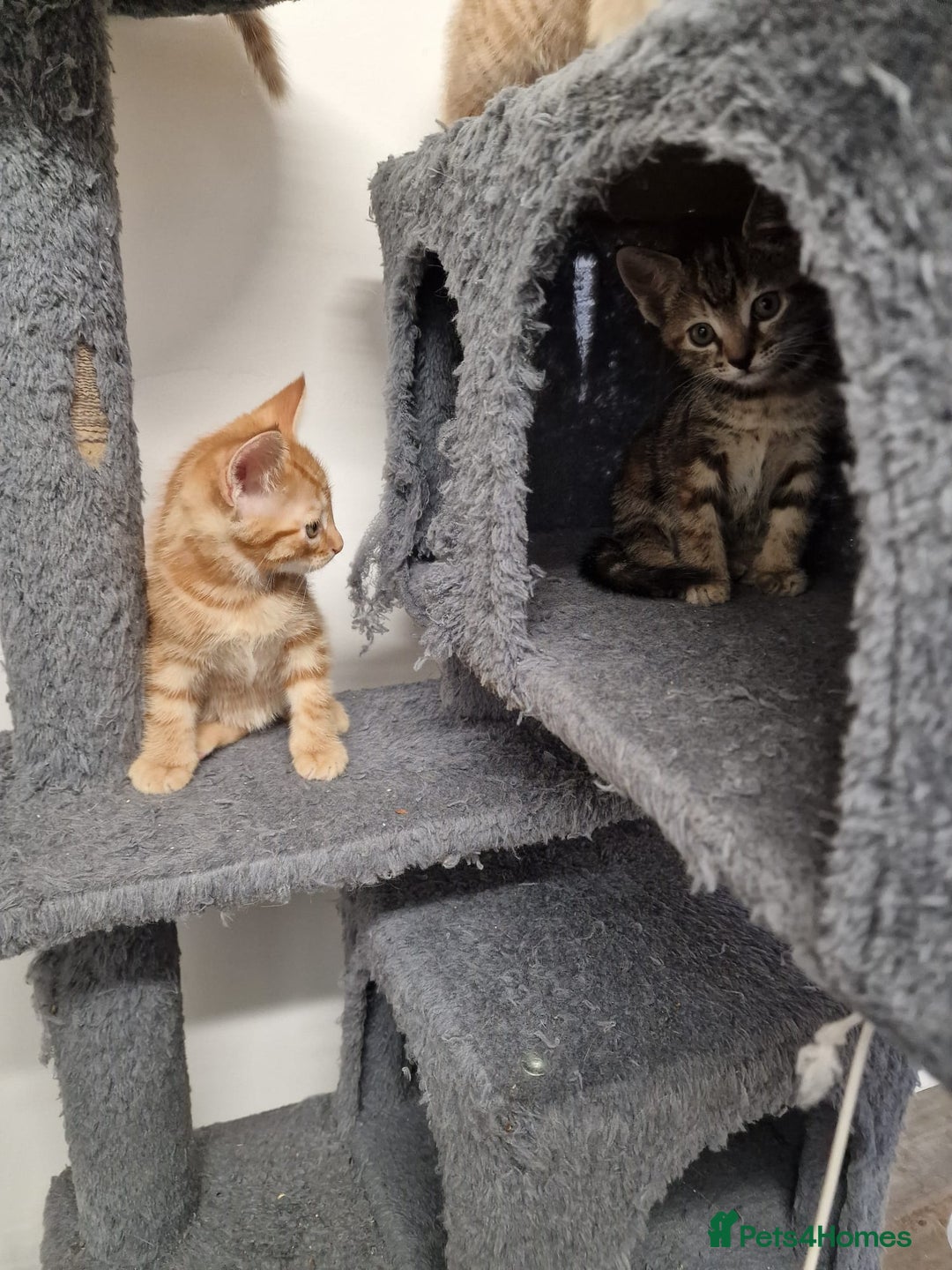 Mixed Breed cats for sale: 2 Ginger Boys, 1 Tabby Girl. Donate to charity - Image 21
