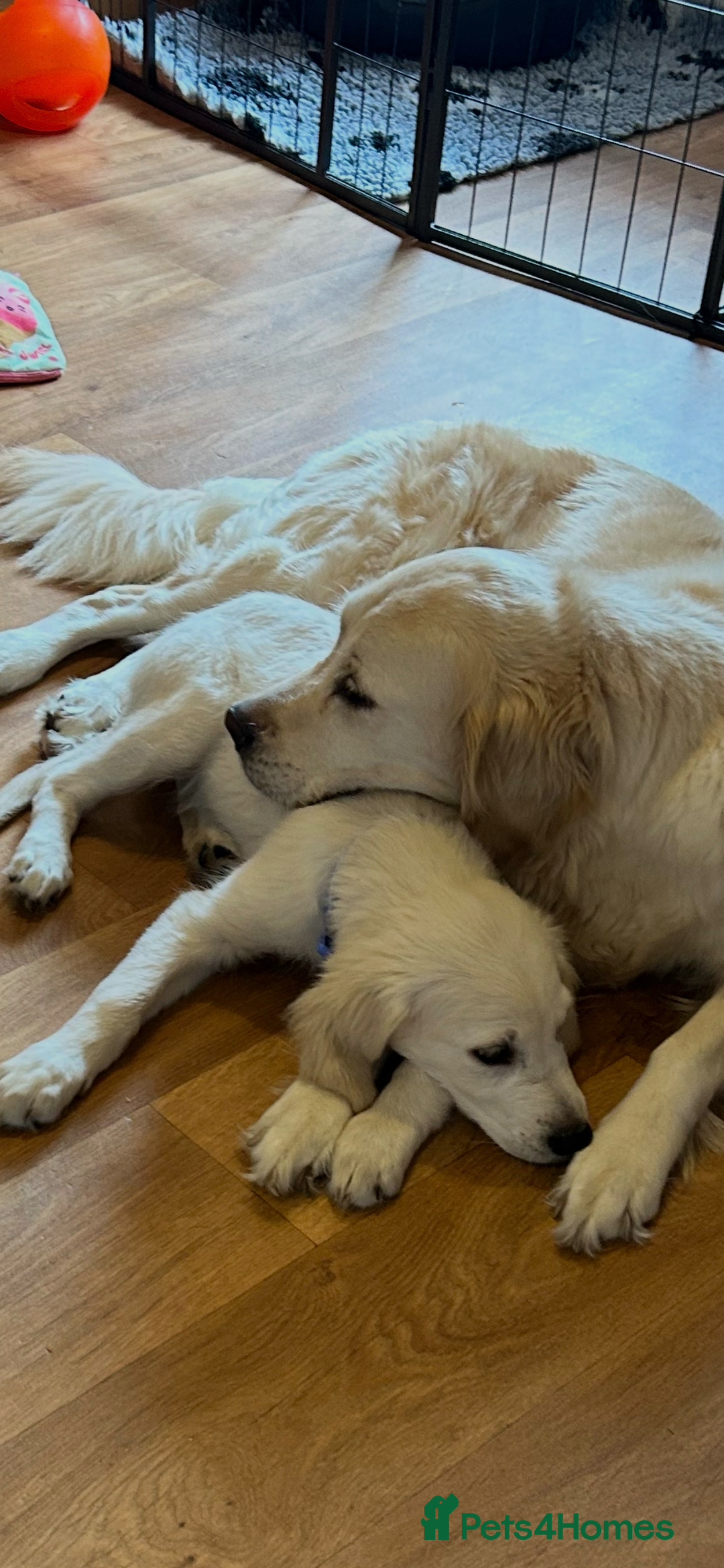 Golden Retriever dogs for sale: STUNNING CHAMPAGNE KC GIRL - Advert 14