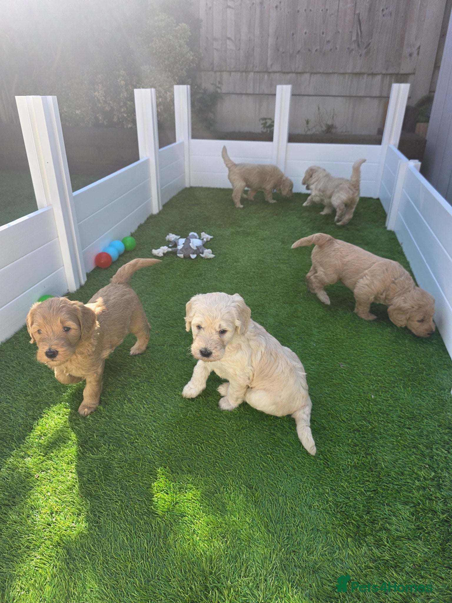 Goldendoodle dogs Multige. Goldendoodle Puppies. Parents DNA clear!! - Advert 1