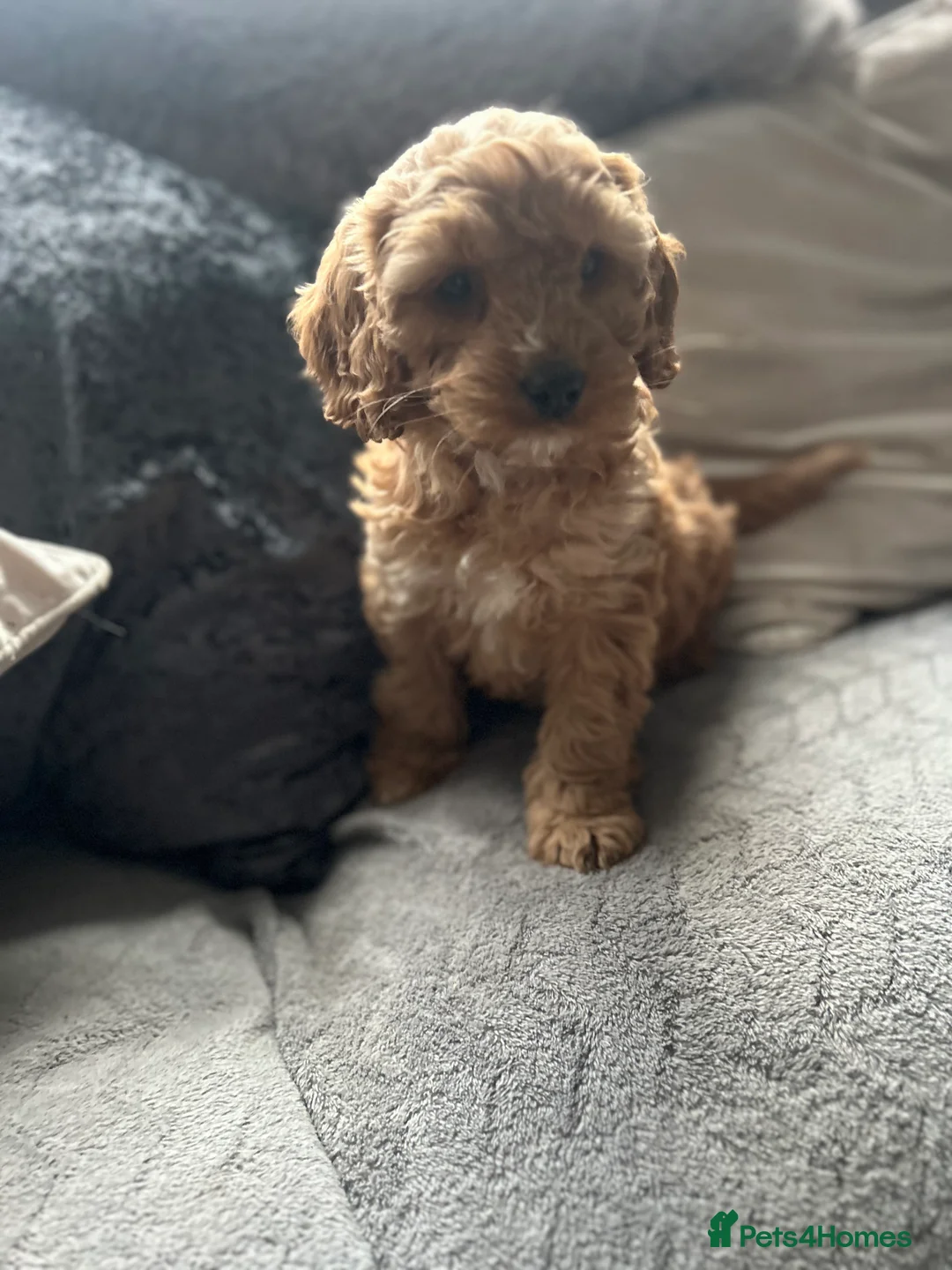 Cockapoo dogs for sale: Cockapoo pupies - Advert 8